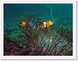 IMG_7989-crop * False Clown Anemonefish (Amphiprion ocellaris), Magnificent Sea Anemone (Heteractis magnifica) * 3264 x 2448 * (1.62MB)