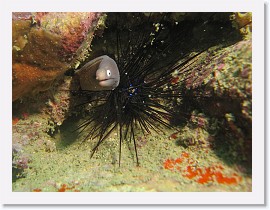 IMG_7991-crop * White-Eyed Moray (Siderea thysoidea) * 2180 x 1635 * (764KB)