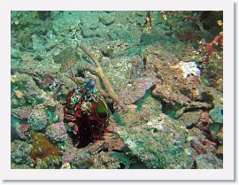 IMG_7998-crop * Peacock Mantis Shrimp (Odontodactylus scyallarus) * 2211 x 1658 * (1.23MB)