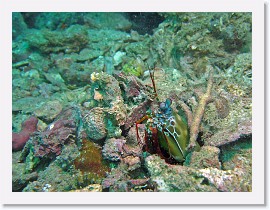 IMG_7999-crop * Peacock Mantis Shrimp (Odontodactylus scyallarus) * 2324 x 1743 * (1.23MB)