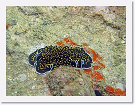 IMG_8001-crop * Flatworm (Thysanozoon nigropapillosum) * 2276 x 1707 * (1.08MB)