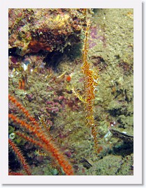 IMG_8007-crop * Ornate Ghost Pipefish (Solenostomus paradoxus) * 1798 x 2397 * (976KB)