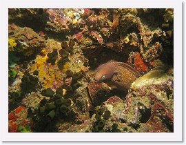 IMG_8010-crop * White-Eyed Moray (Siderea thysoidea) * 2552 x 1914 * (1.15MB)