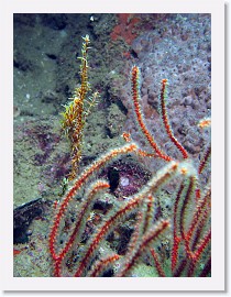 IMG_8012-crop * Ornate Ghost Pipefish (Solenostomus paradoxus) * 1458 x 1944 * (785KB)