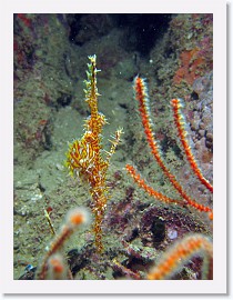 IMG_8013-crop * Ornate Ghost Pipefish (Solenostomus paradoxus) * 1724 x 2298 * (886KB)