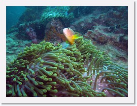 IMG_8014-crop * Skunk Anemonefish (Amphiprion akallopisos), Magnificent Sea Anemone (Heteractis magnifica) * 3264 x 2448 * (1.72MB)