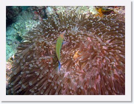 IMG_8019-crop * Moon Wrasse (Thalassoma lunare), Magnificent Sea Anemone (Heteractis magnifica) * 2738 x 2054 * (1.36MB)