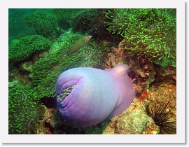 IMG_8020-crop * Moon Wrasse (Thalassoma lunare), Magnificent Sea Anemone (Heteractis magnifica) * 3144 x 2358 * (1.8MB)