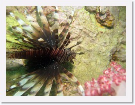 IMG_8024-crop * Lionfish (Pterois volitans) * 3264 x 2448 * (1.84MB)