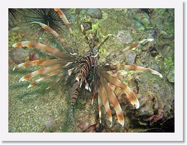 IMG_8025-crop * Lionfish (Pterois volitans) * 3264 x 2448 * (2.04MB)