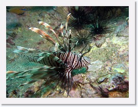 IMG_8027-crop * Lionfish (Pterois volitans) * 3264 x 2448 * (1.89MB)