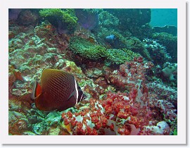 IMG_8030-crop * White Collar Butterflyfish (Chaetodon collare) * 2452 x 1839 * (1.33MB)