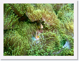 IMG_8051-crop * Skunk Anemonefish (Amphiprion akallopisos), Magnificent Sea Anemone (Heteractis magnifica) * 2704 x 2028 * (1.44MB)