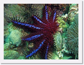 IMG_8060-crop * Crown-of-Thorns Starfish (Acanthaster planci) * 3264 x 2448 * (2.34MB)