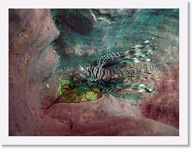 IMG_8066-crop * Lionfish (Pterois volitans) * 3264 x 2448 * (2.21MB)