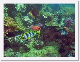 IMG_8069-crop * Oriental sweetlips (Plectorhinchus orientalis) * 2578 x 1934 * (1.57MB)