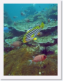 IMG_8075-crop * Oriental Sweetlips (Plectorhinchus orientalis) being cleaned by a pair of Bluestreak Cleaner Wrasse (Labroides dimidiatus), a Doubletooth Soldierfish (Myripristis hexagona) waits it's turn * 1825 x 2433 * (1.23MB)