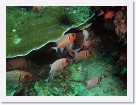 IMG_8076-crop * Doubletooth Soldierfish (Myripristis hexagona) * 3076 x 2307 * (1.77MB)