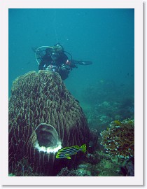 IMG_8079-crop * Oriental sweetlips (Plectorhinchus orientalis), Great Vasesponge (Xestospongia testudinaria) * 2448 x 3264 * (1.85MB)