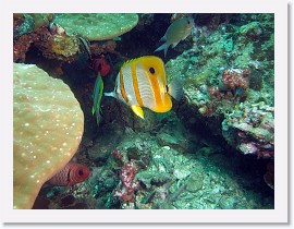 IMG_8088-crop * Long-beaked Coralfish aka Copperband Butterflyfish (Chelmon rostratus) * 2648 x 1986 * (1.4MB)