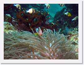 IMG_8094-crop * Skunk Anemonefish (Amphiprion akallopisos), Magnificent Sea Anemone (Heteractis magnifica), Indian Dascyllus (Dascyllus carneus) * 2441 x 1831 * (960KB)