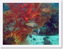 IMG_8107-crop * Slender Grouper (Anyperodon leucogrammicus) * 3015 x 2261 * (2.35MB)