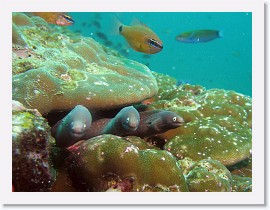 IMG_8114-crop * White-Eyed Moray (Siderea thysoidea) * 2412 x 1809 * (919KB)