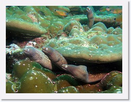 IMG_8115-crop * White-Eyed Moray (Siderea thysoidea) * 2454 x 1841 * (1023KB)