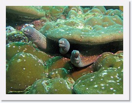 IMG_8116-crop * White-Eyed Moray (Siderea thysoidea) * 2732 x 2049 * (1.32MB)