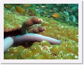 IMG_8118-crop * White-Eyed Moray (Siderea thysoidea), Blue Sea Star (Linckia laevigata) * 2456 x 1842 * (934KB)