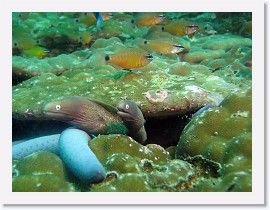 IMG_8119-crop * White-Eyed Moray (Siderea thysoidea), Blue Sea Star (Linckia laevigata) * 2650 x 1988 * (1018KB)