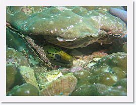 IMG_8121-crop * Fimbriated Moray (Gymnothorax fimbriatus) * 2751 x 2063 * (1.2MB)