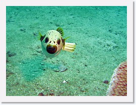 IMG_8125-crop * Blackspotted Puffer (Arothron nigropunctatus) * 2048 x 1536 * (850KB)