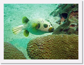 IMG_8127-crop * Blackspotted Puffer (Arothron nigropunctatus) * 2560 x 1920 * (1.32MB)