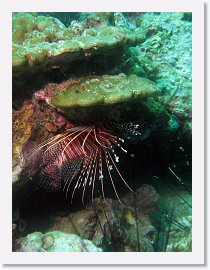 IMG_8134-crop * Spotfin Lionfish (Pterois antennata) * 2061 x 2748 * (1.28MB)