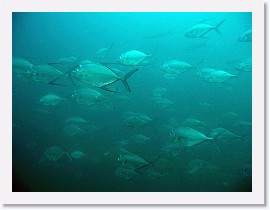 IMG_8156-crop * Longfin Trevally (Carangoides armatus) * 3264 x 2448 * (1.87MB)