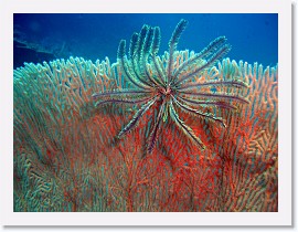 IMG_8158-crop * Crinoid Feather Star, Sea Fan * 3264 x 2448 * (2.04MB)