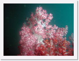 IMG_8162-crop * Klunzingers Soft Coral (Dendronephthya klunzingeri) * 3264 x 2448 * (1.64MB)