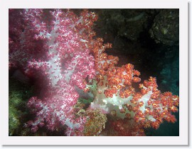 IMG_8168-crop * Klunzingers Soft Coral (Dendronephthya klunzingeri) * 3264 x 2448 * (1.77MB)