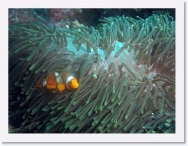 IMG_8170-crop * False Clown Anemonefish (Amphiprion ocellaris), Magnificent Sea Anemone (Heteractis magnifica) * 3264 x 2448 * (1.78MB)