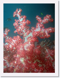 IMG_8177-crop * Klunzingers Soft Coral (Dendronephthya klunzingeri) * 2448 x 3264 * (1.76MB)