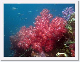 IMG_8178-crop * Klunzingers Soft Coral (Dendronephthya klunzingeri) * 2956 x 2217 * (1.35MB)