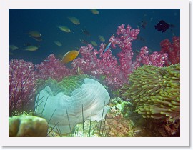 IMG_8180-crop * Skunk Anemonefish (Amphiprion akallopisos), Magnificent Sea Anemone (Heteractis magnifica), Soft corals * 2792 x 2094 * (1.15MB)