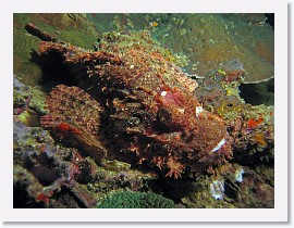 IMG_8191-crop * Bearded Scorpionfish (Scorpaenopsis barbatus) * 3264 x 2448 * (2.09MB)