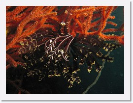 IMG_8196-crop * Crinoid Feather Star, Gorgonian * 2772 x 2079 * (1.22MB)