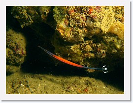 IMG_8202-crop * Janss' pipefish (Doryrhamphus janssi) * 1864 x 1398 * (638KB)