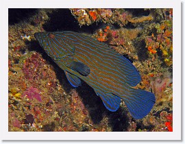 IMG_8203-crop * Bluelined Grouper (Cephalopholis formosa) * 2192 x 1644 * (1.13MB)