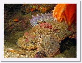 IMG_8246-crop * Bearded Scorpionfish (Scorpaenopsis barbatus) * 2550 x 1913 * (1.12MB)