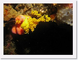 IMG_8254-crop * Golden Wentle Trap Snail (Epitonium billeeanum) dining on Coral (Tubastraea cf. faulkneri) and laying eggs * 2280 x 1710 * (590KB)