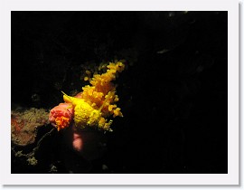 IMG_8255-crop * Golden Wentle Trap Snail (Epitonium billeeanum) dining on Coral (Tubastraea cf. faulkneri) and laying eggs * 2116 x 1587 * (366KB)